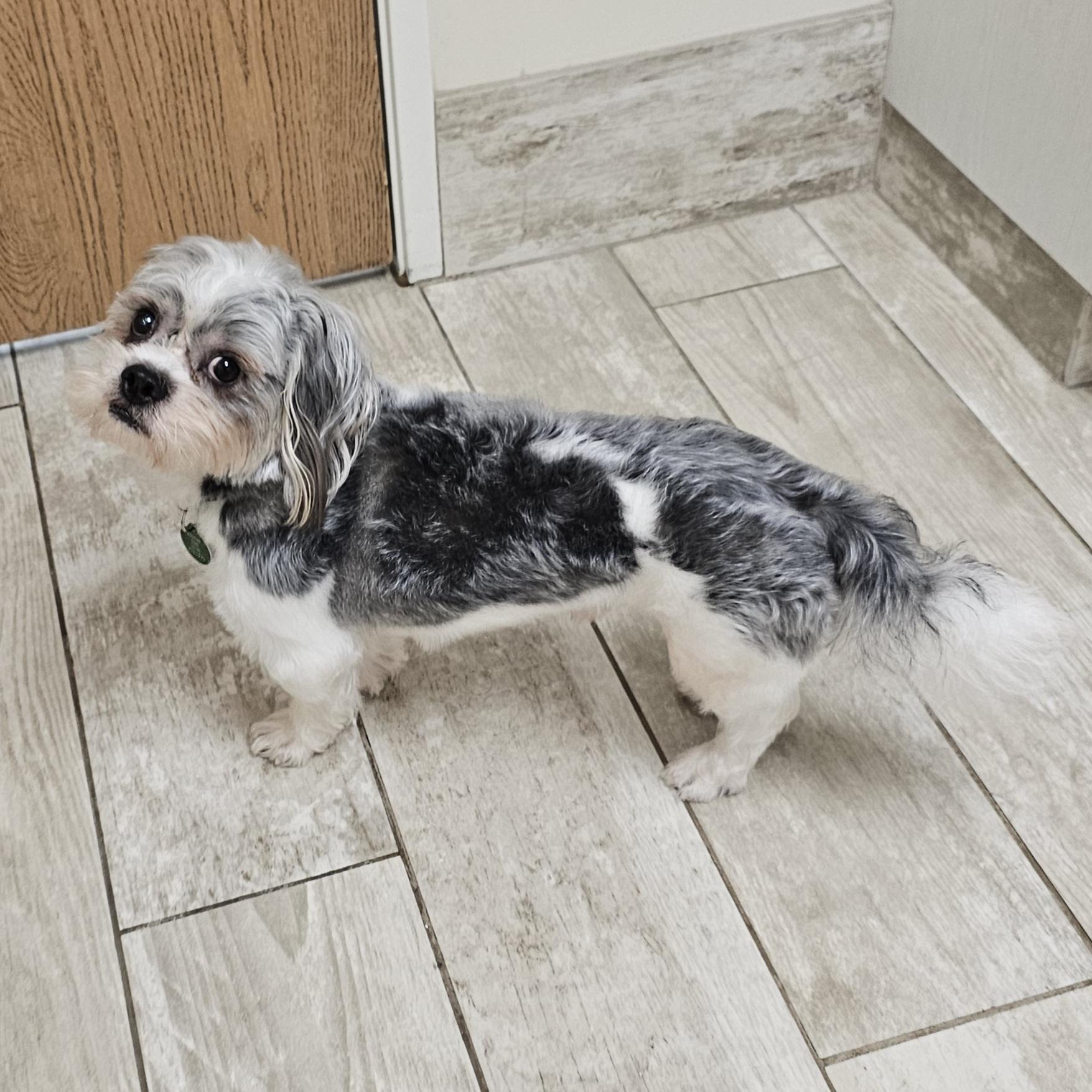 Enlarge BUDDY, an adopted mixed breed in Fenton, MI image 4/6