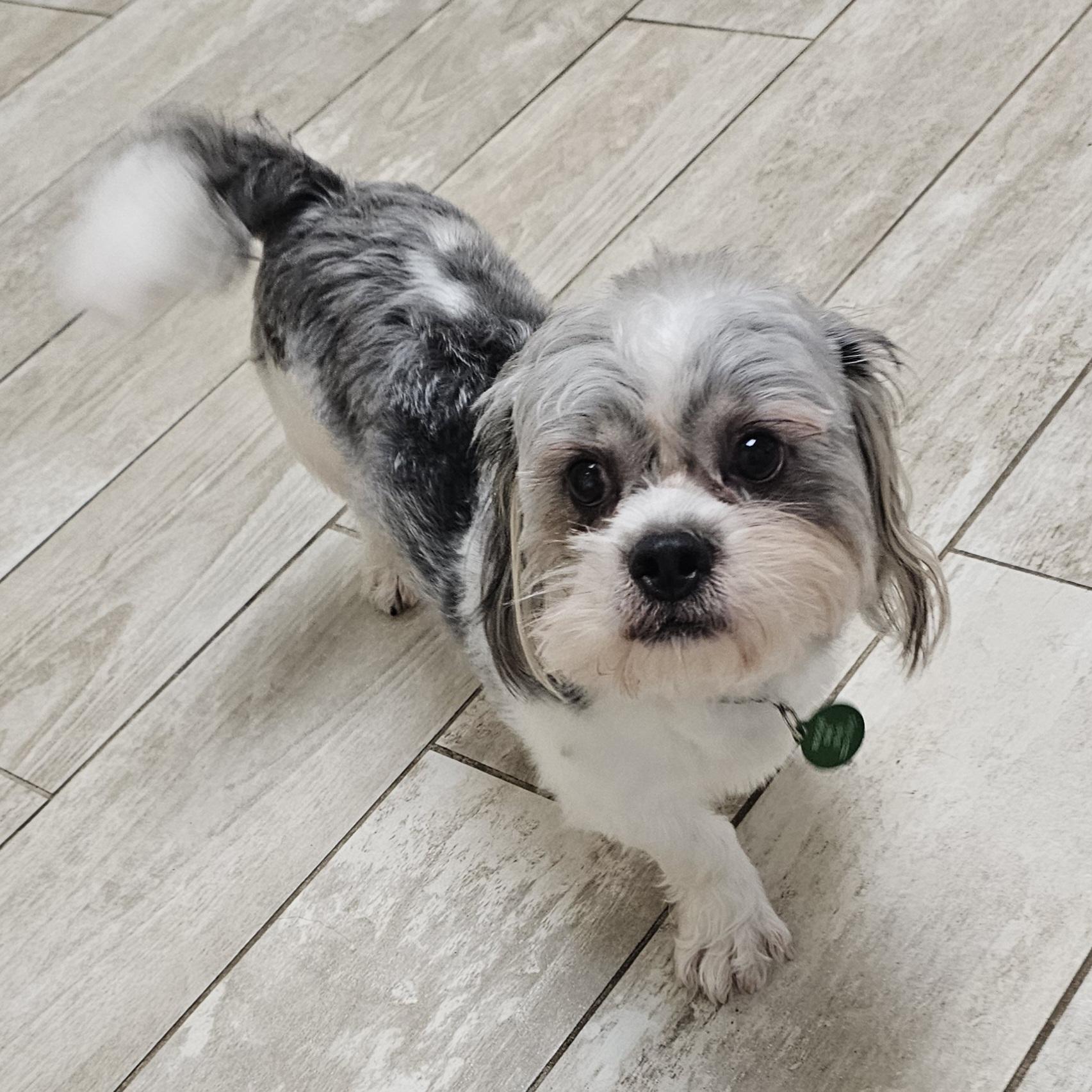 Enlarge BUDDY, an adopted mixed breed in Fenton, MI image 5/6