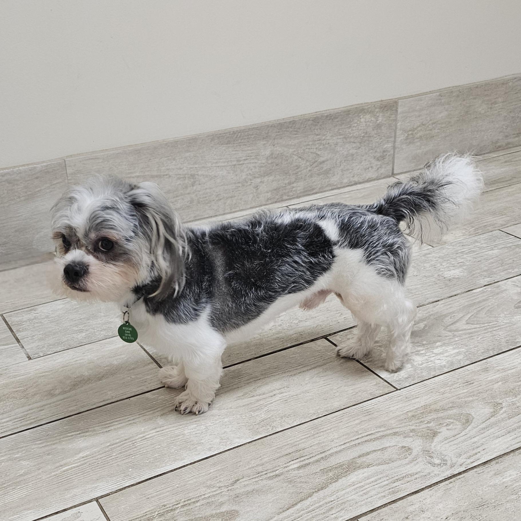 Enlarge BUDDY, an adopted mixed breed in Fenton, MI image 6/6