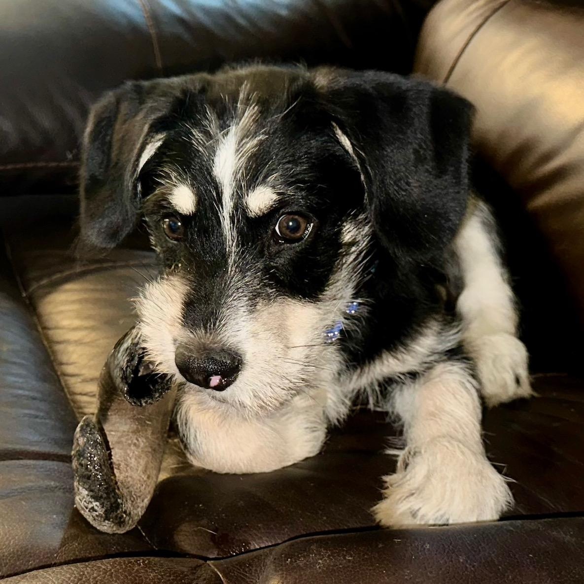 Enlarge Max, a ADOPTABLE mixed breed in Richmond, VA image 6/6