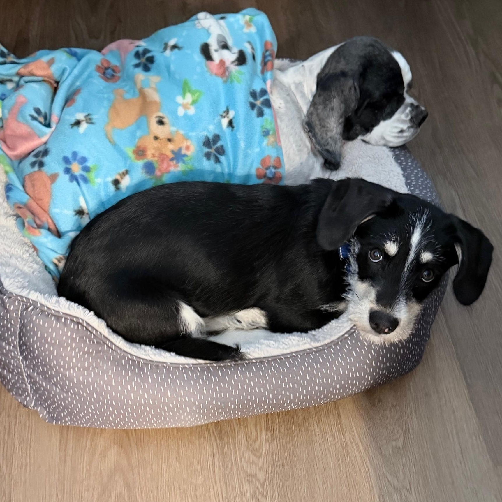 Enlarge Max, a ADOPTABLE mixed breed in Richmond, VA image 5/6