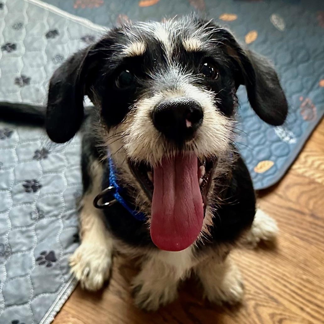 Enlarge Max, a ADOPTABLE mixed breed in Richmond, VA image 2/6