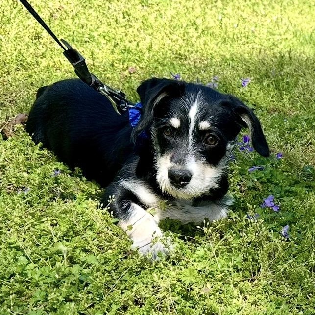 Enlarge Max, a ADOPTABLE mixed breed in Richmond, VA image 3/6