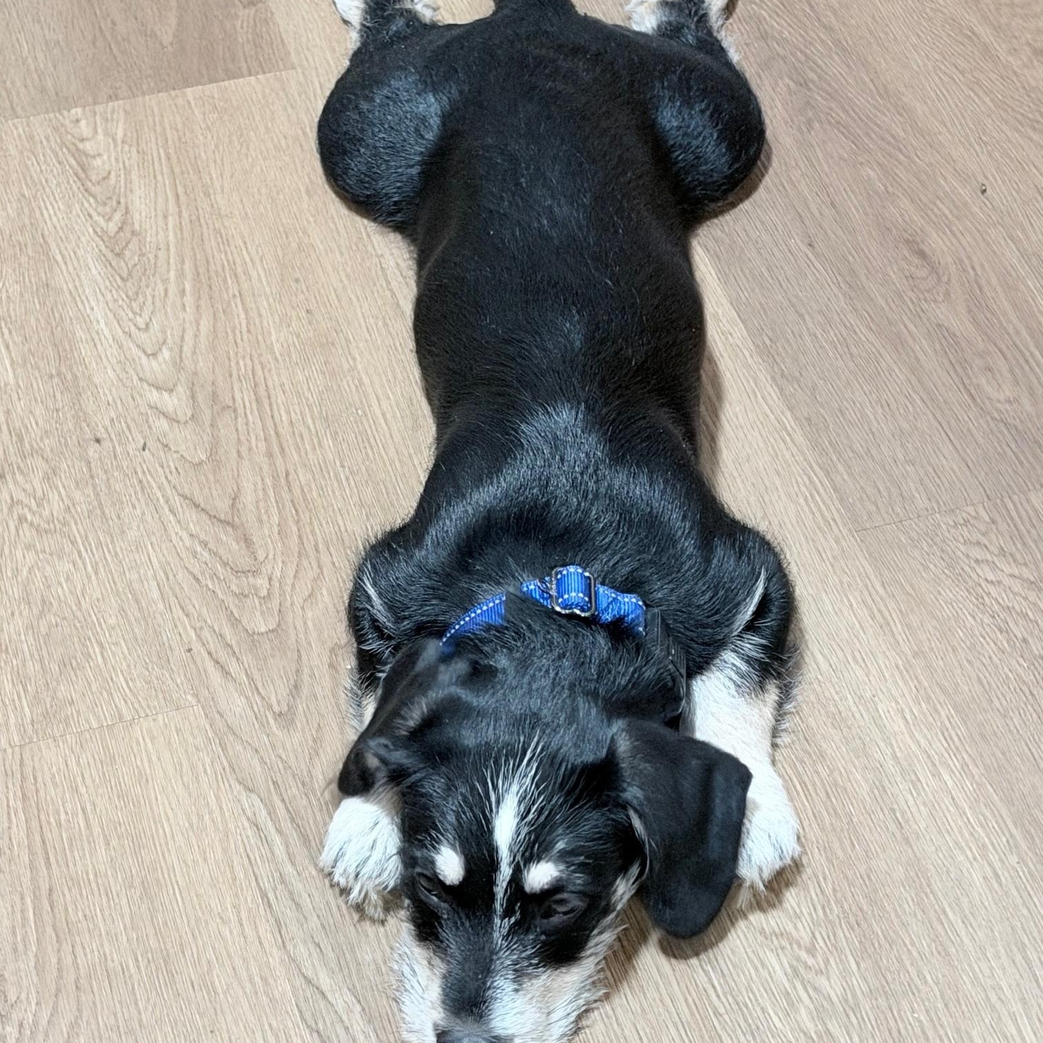 Enlarge Max, a ADOPTABLE mixed breed in Richmond, VA image 4/6