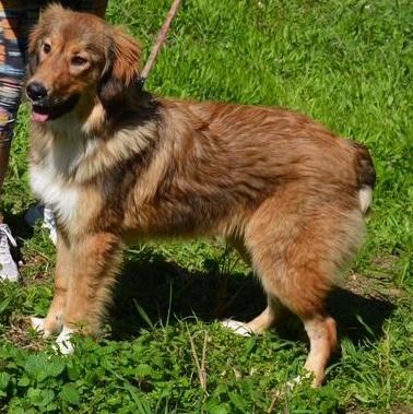 Enlarge Pepita, a ADOPTABLE mixed breed in Scarborough, ON image 2/2