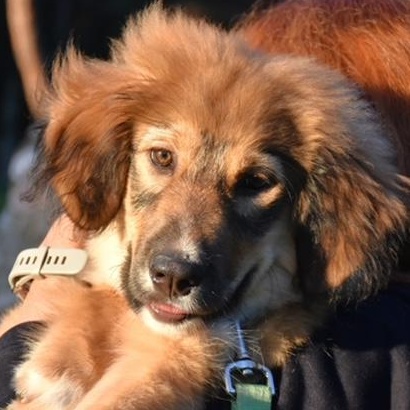 Pepita, ADOPTABLE, Young Female Collie.