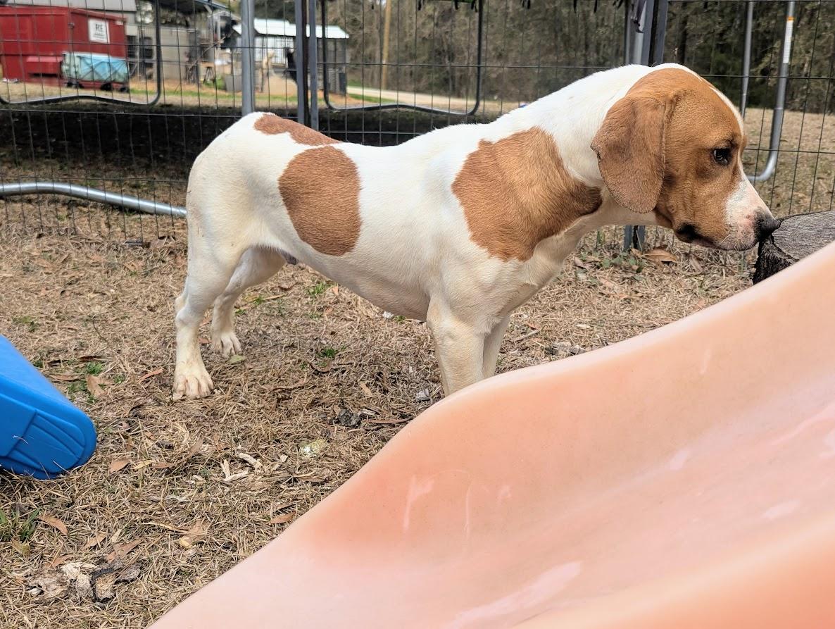 GOOSE — thumbnail 3