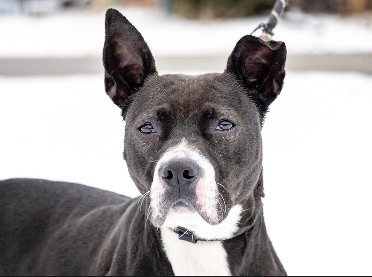 Enlarge Freya, a Adoptable American Staffordshire Terrier in Steger, IL image 6/6