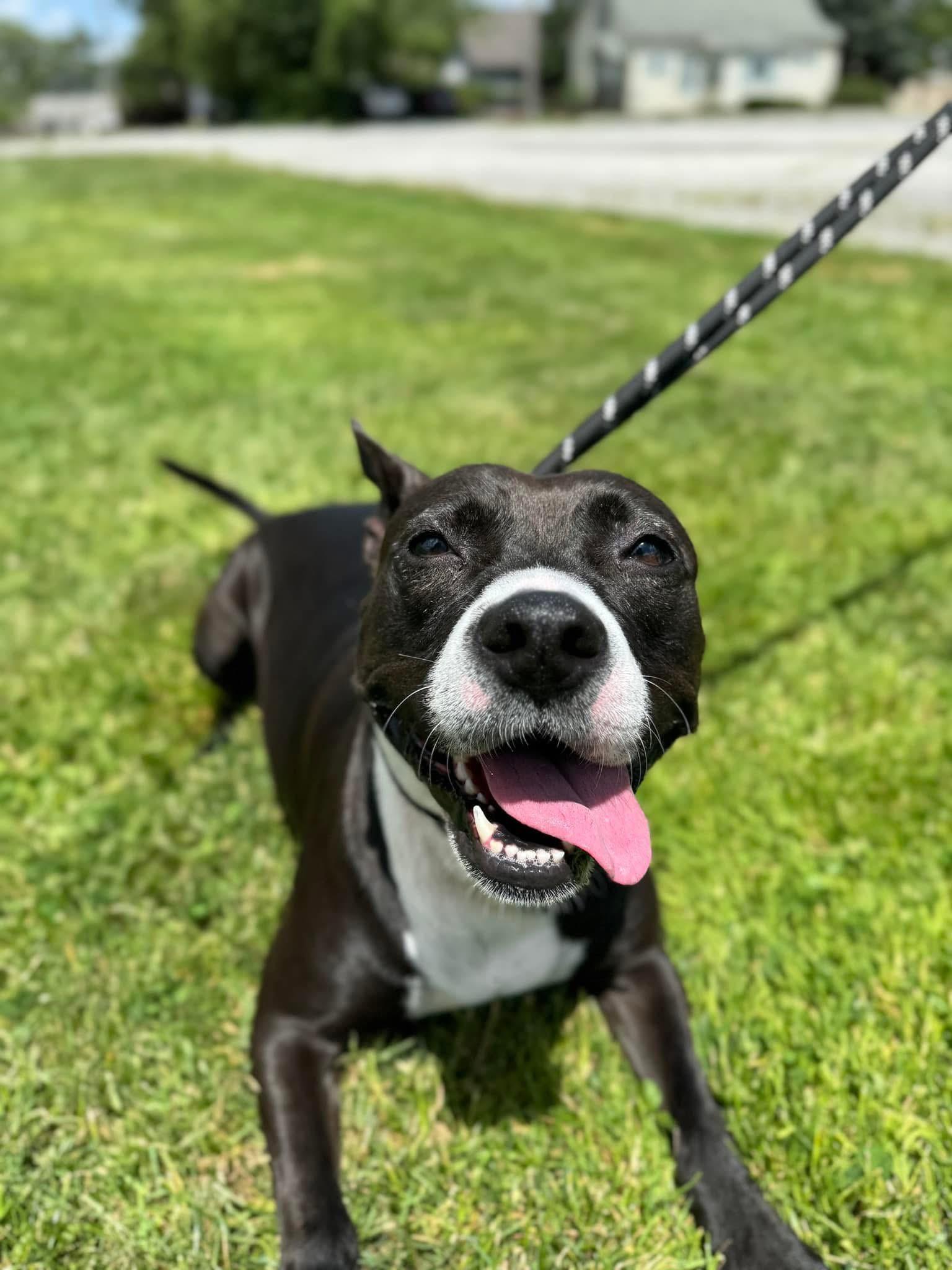 Freya, an adoptable American Staffordshire Terrier in Steger, IL, 60475 | Photo Image 5