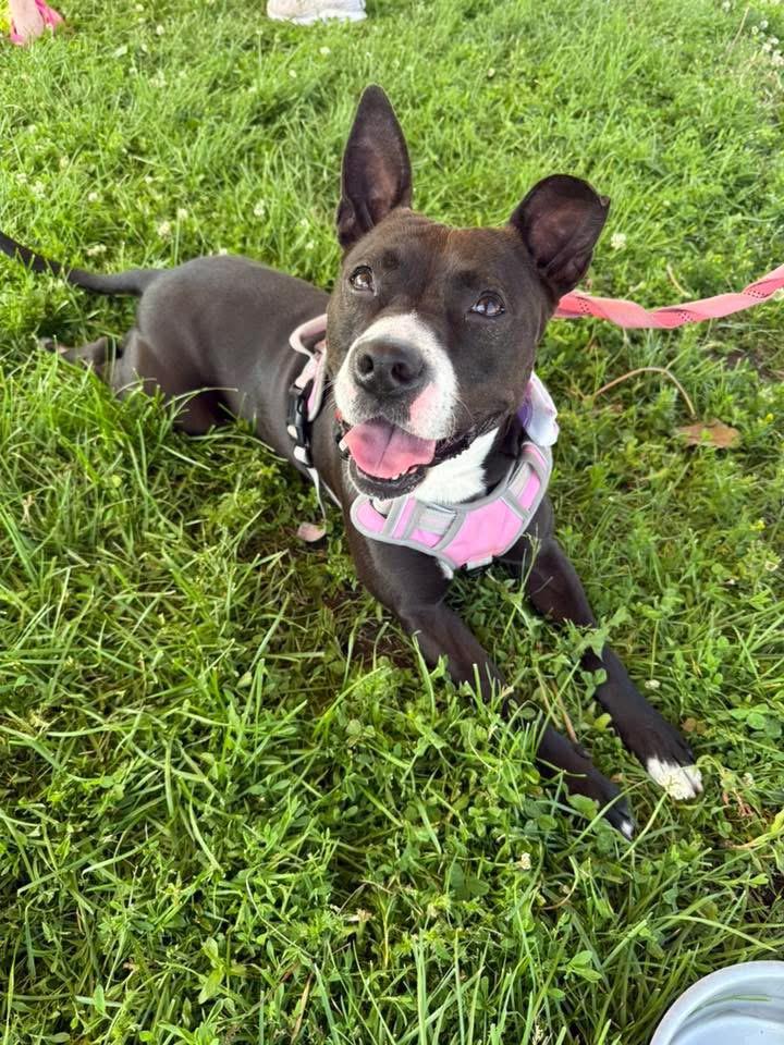 Freya, a Adoptable American Staffordshire Terrier in Steger, IL image 1/6