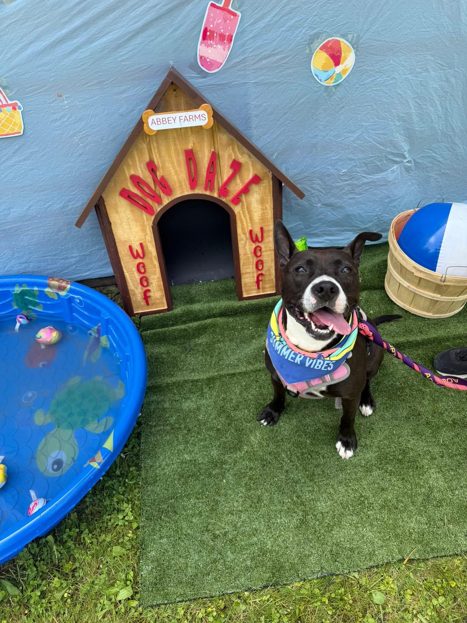 Freya, a Adoptable American Staffordshire Terrier in Steger, IL image 2/6