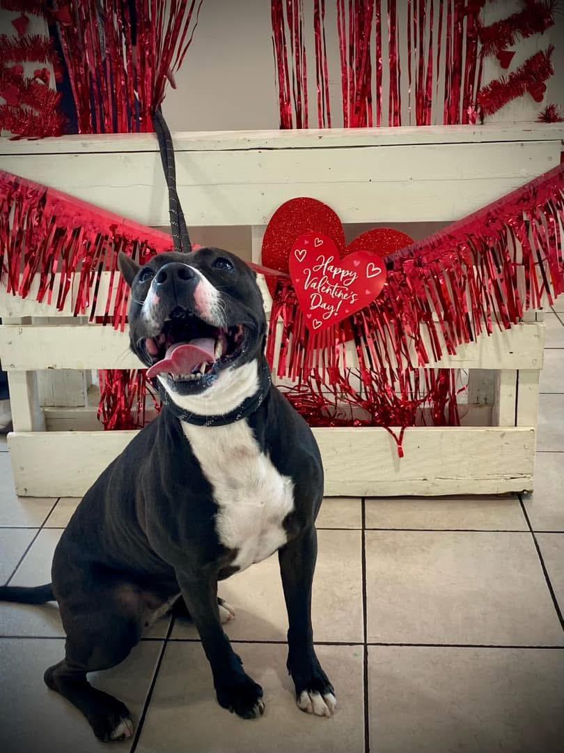 Freya, a Adoptable American Staffordshire Terrier in Steger, IL image 5/6