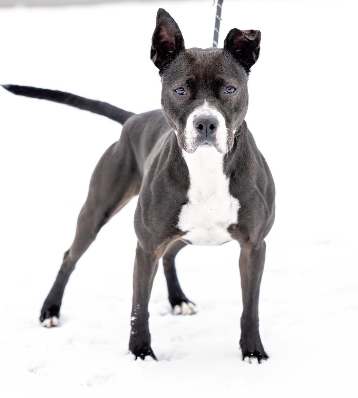 Freya, Adoptable, Adult Female American Staffordshire Terrier.