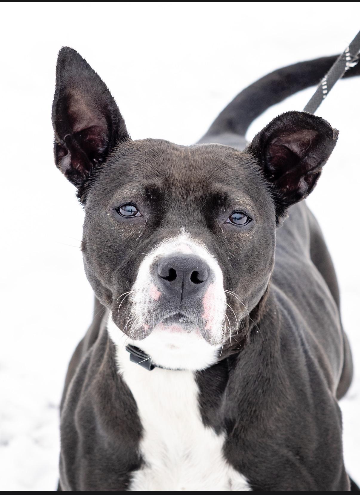 Enlarge Freya, a Adoptable American Staffordshire Terrier in Steger, IL image 2/6