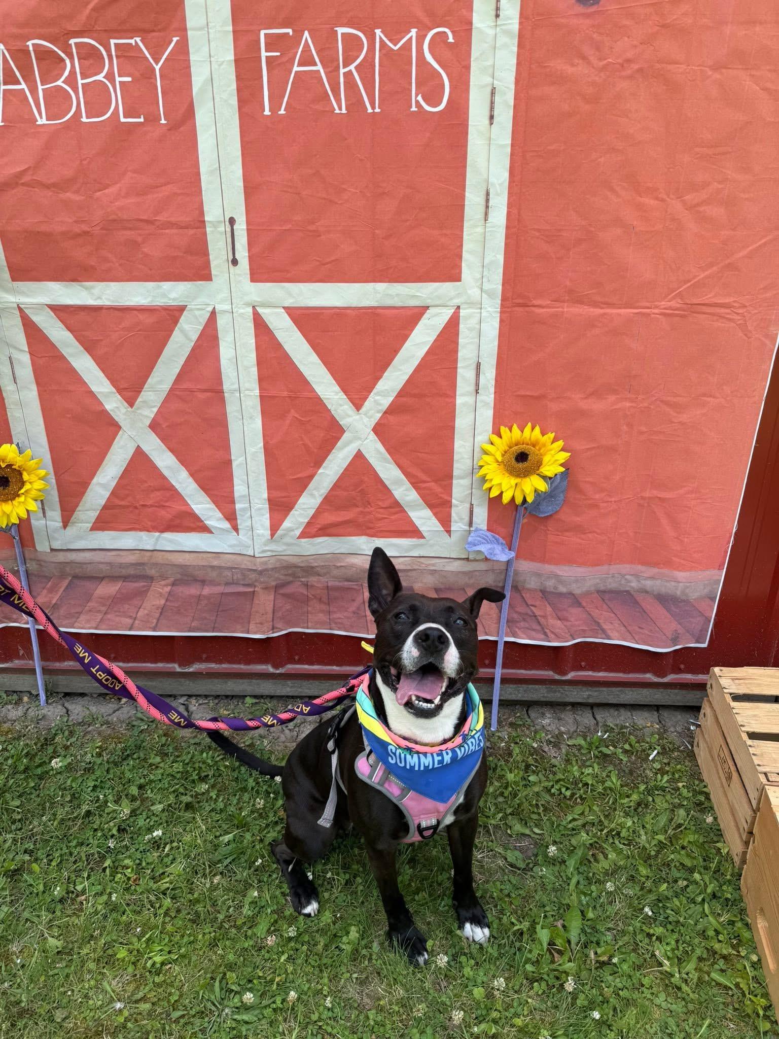 Freya, a Adoptable American Staffordshire Terrier in Steger, IL image 3/6