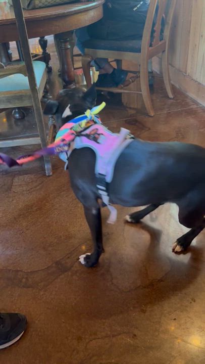 Enlarge Freya, a Adoptable American Staffordshire Terrier in Steger, IL video 4/6