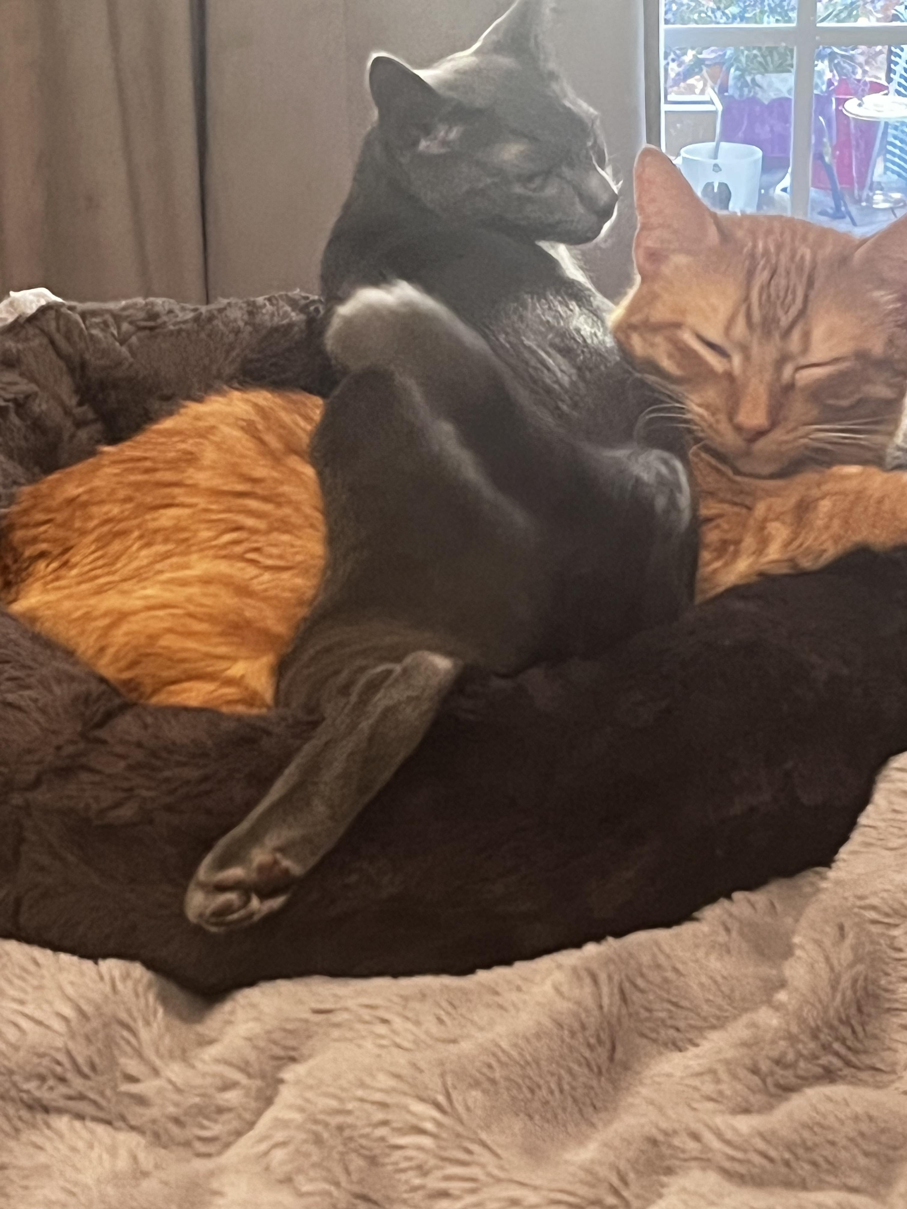 XO, adopted, Kitten Male Russian Blue.