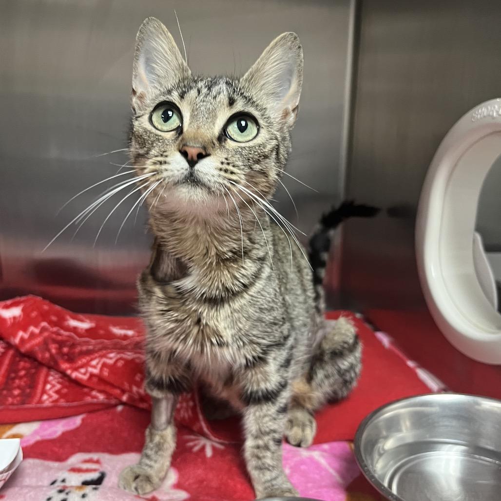 Bizzy, a Adoptable Domestic Short Hair in Lakeland, FL image 1/5