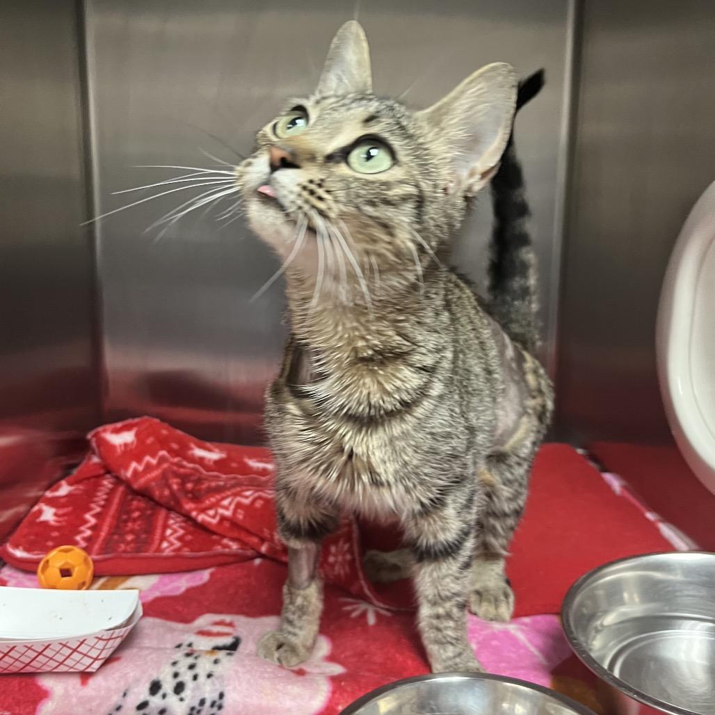 Bizzy, a Adoptable Domestic Short Hair in Lakeland, FL image 2/5