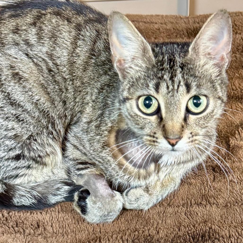 Bizzy, a Adoptable Domestic Short Hair in Lakeland, FL image 3/5