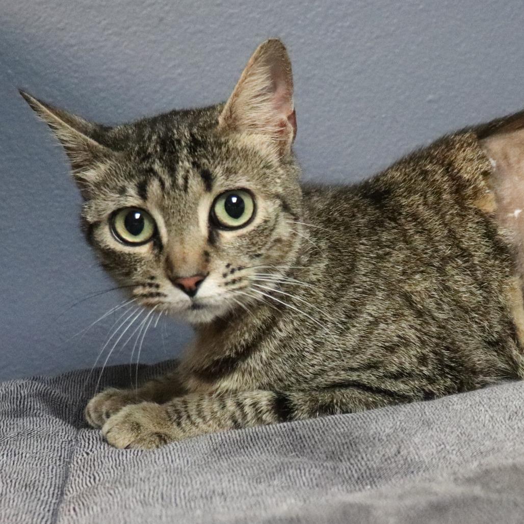 Bizzy, a Adoptable Domestic Short Hair in Lakeland, FL image 4/5