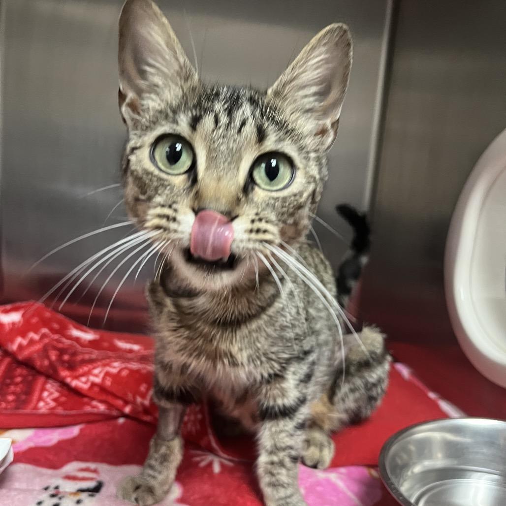 Bizzy, a Adoptable Domestic Short Hair in Lakeland, FL image 5/5