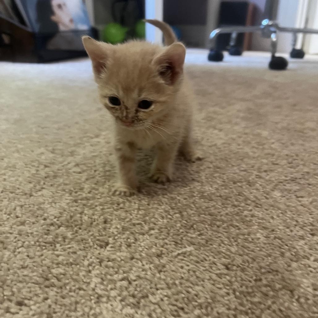 Daphne, Adoptable, Kitten Female Domestic Short Hair.