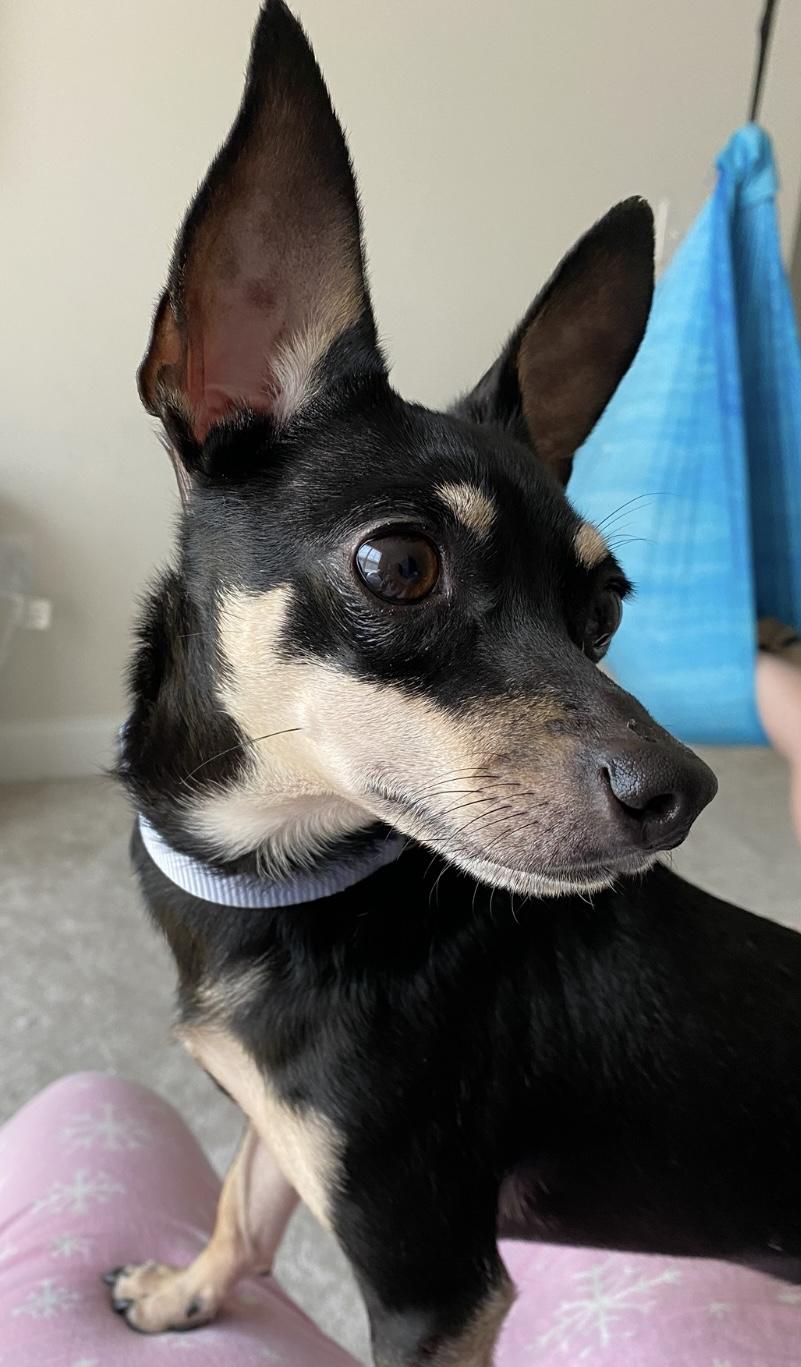 Enlarge Lola *Courtesy Post*, a Adopted Chihuahua in Durham, NC image 1/3