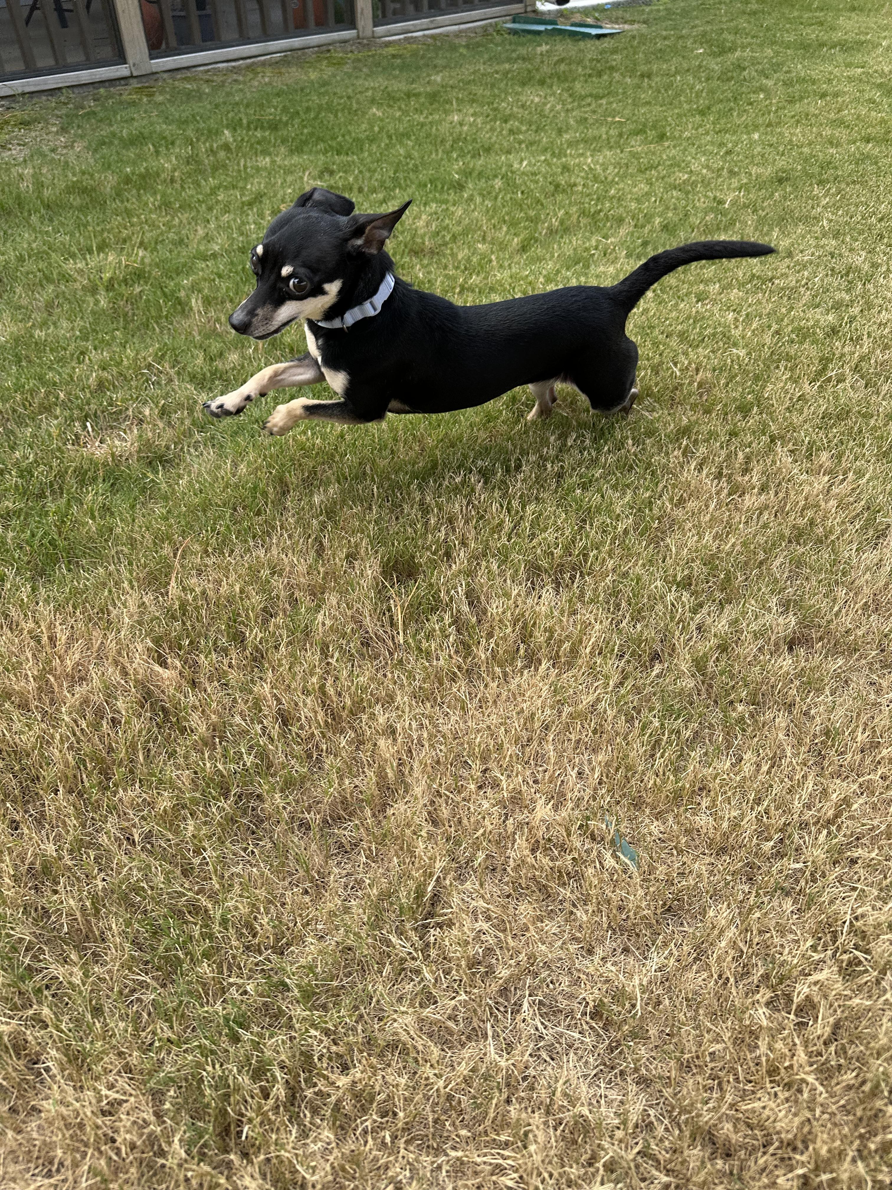 Enlarge Lola *Courtesy Post*, a Adopted Chihuahua in Durham, NC image 2/3