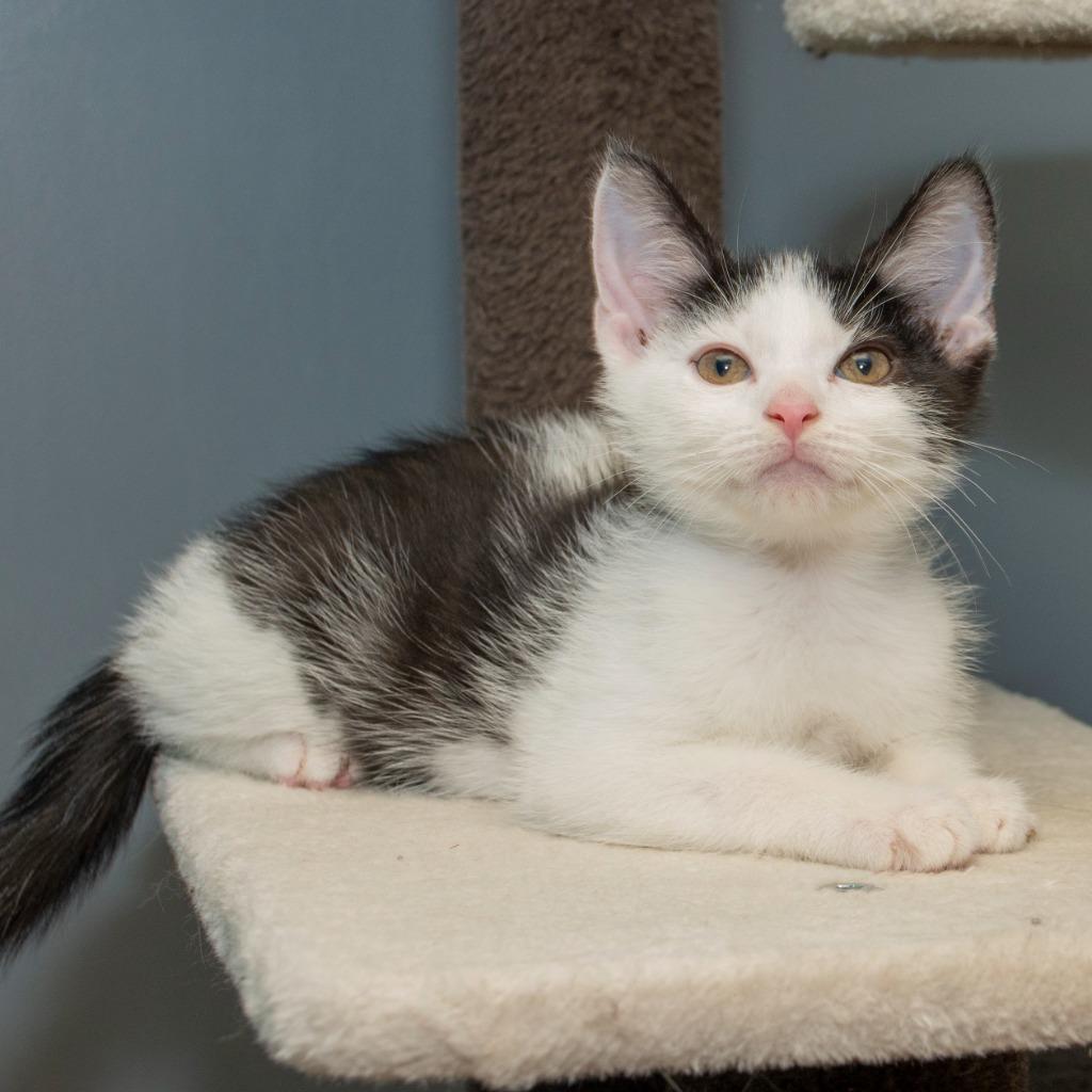 Ocean, Adoptable, Kitten Male Domestic Medium Hair.