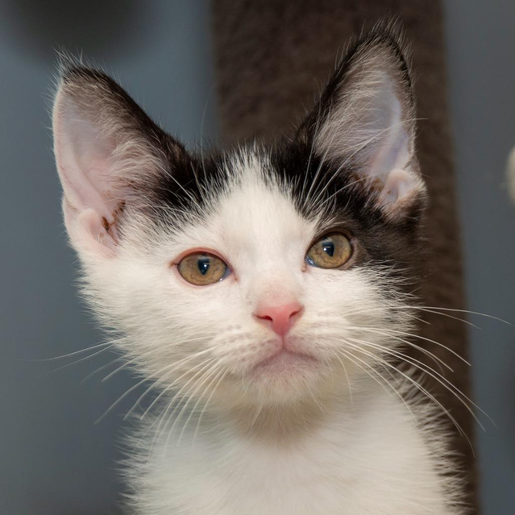 Enlarge Ocean, a Adoptable Domestic Medium Hair in Troy, OH image 2/2
