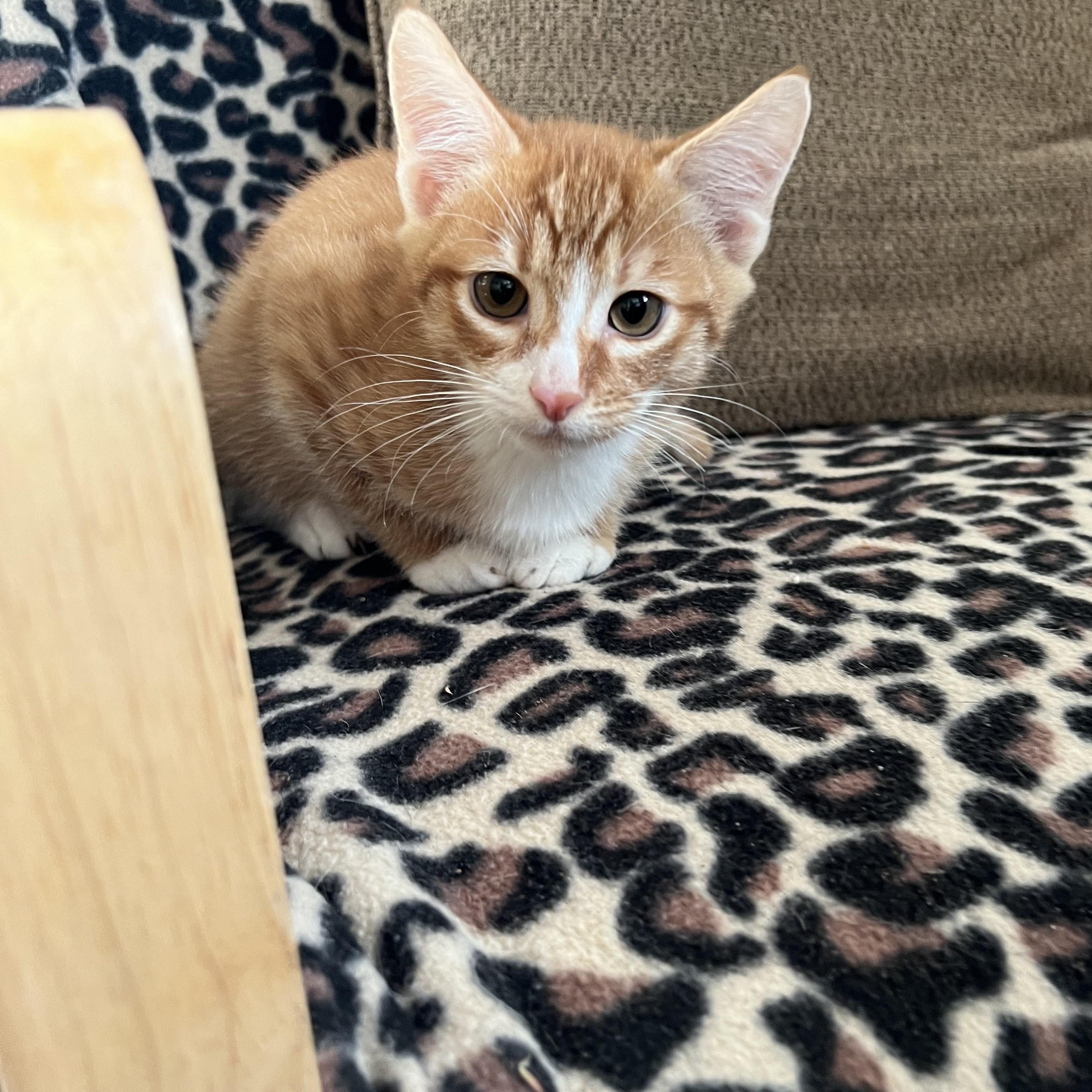 Spice, an adoptable Domestic Medium Hair in Bonners Ferry, ID, 83805 | Photo Image 1