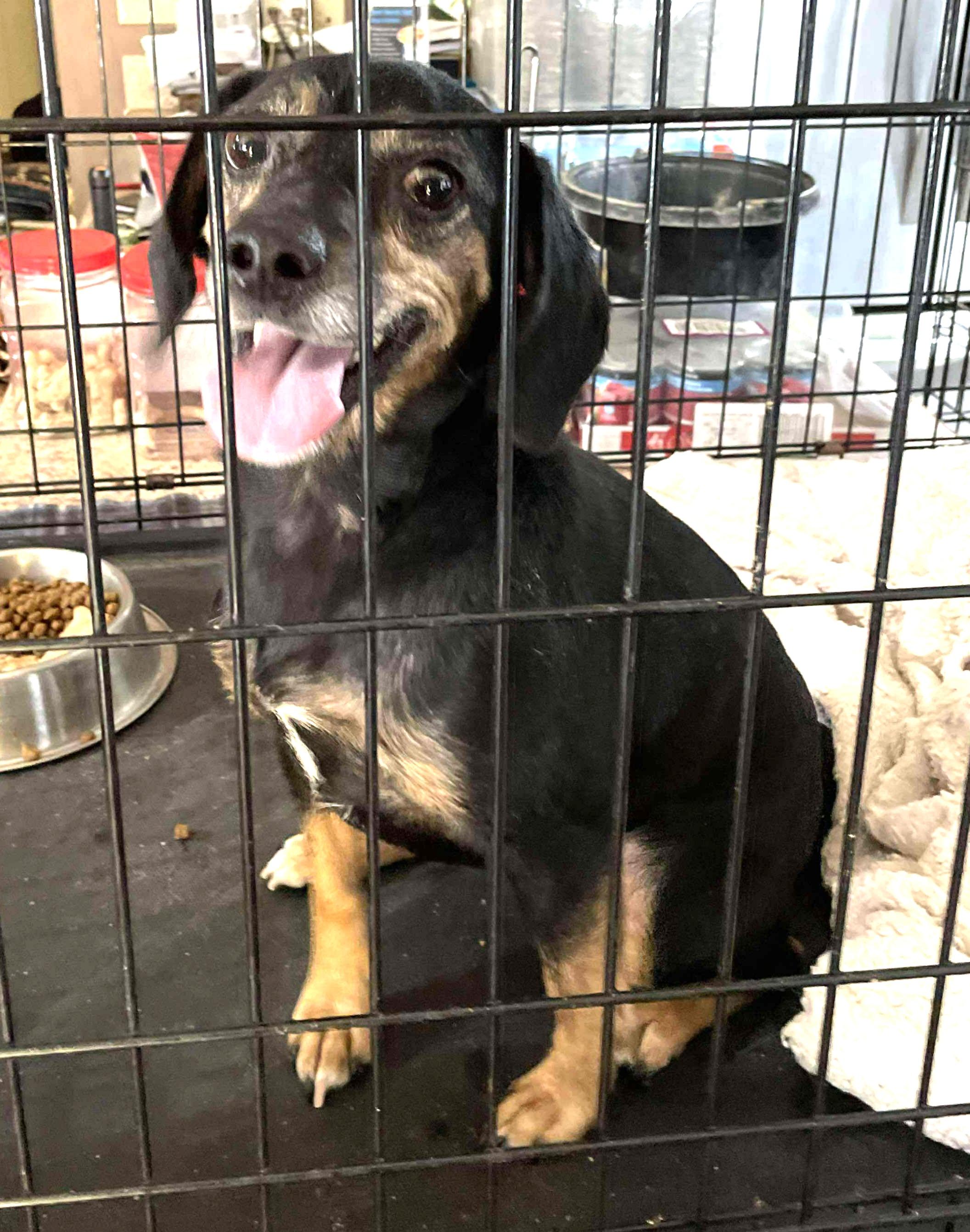 Zuma, a Adoptable Black and Tan Coonhound in Lexington, MA image 1/3