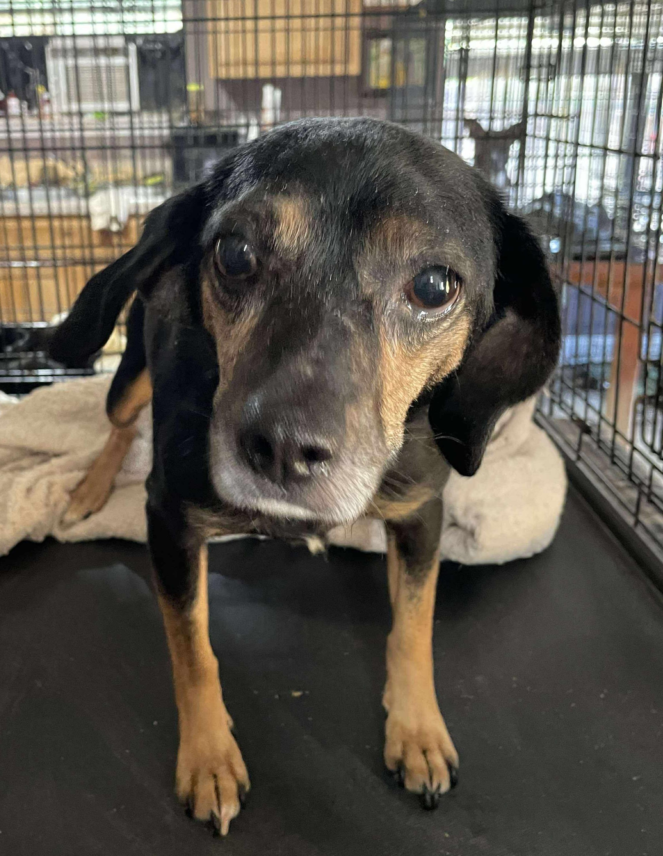 Zuma, a Adoptable Black and Tan Coonhound in Lexington, MA image 2/3