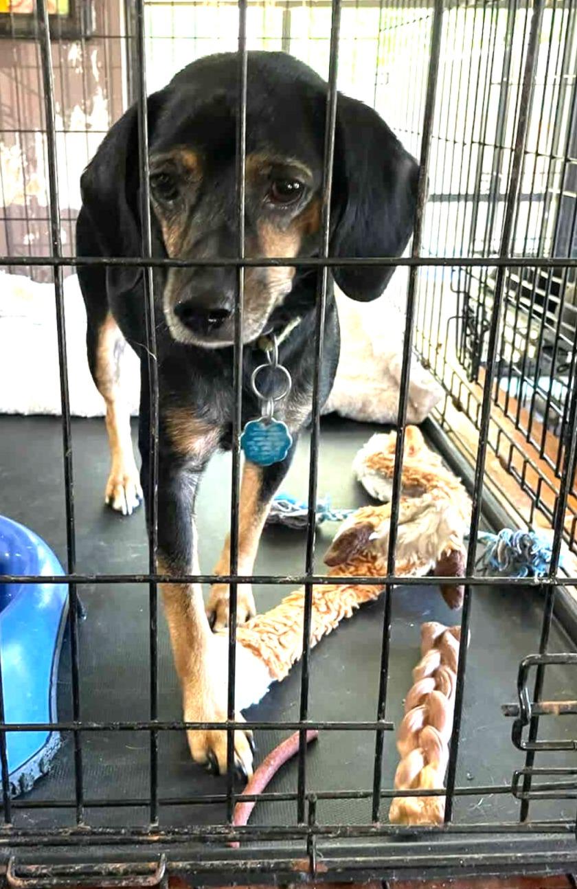 Zuma, a Adoptable Black and Tan Coonhound in Lexington, MA image 3/3