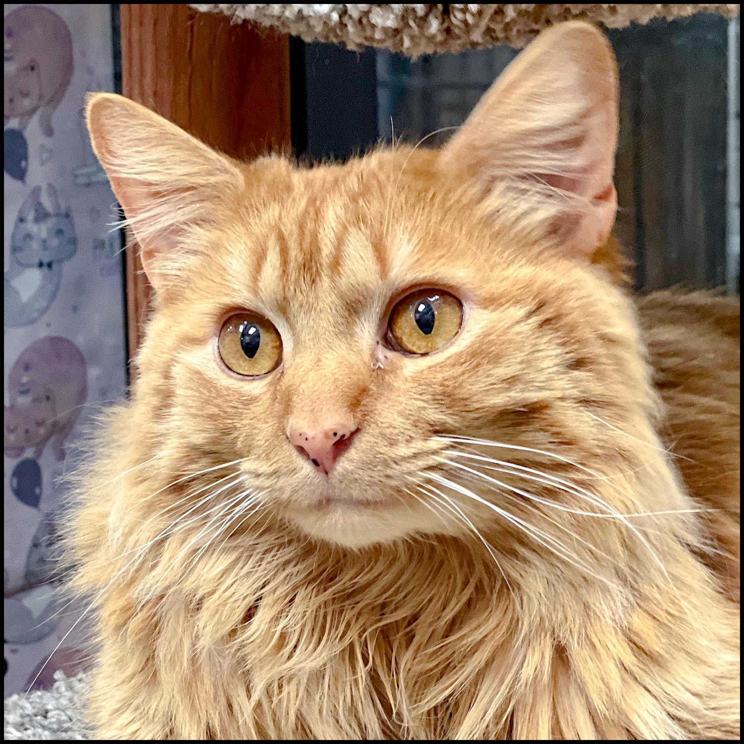 Fluffy, adopted, Adult Male Domestic Long Hair & Tabby.