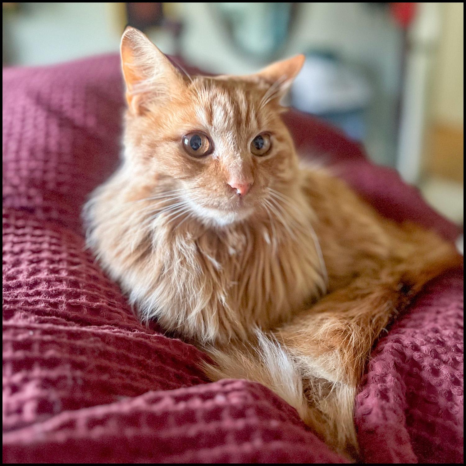 Enlarge Fluffy, an adopted mixed breed in Roswell, GA image 2/6