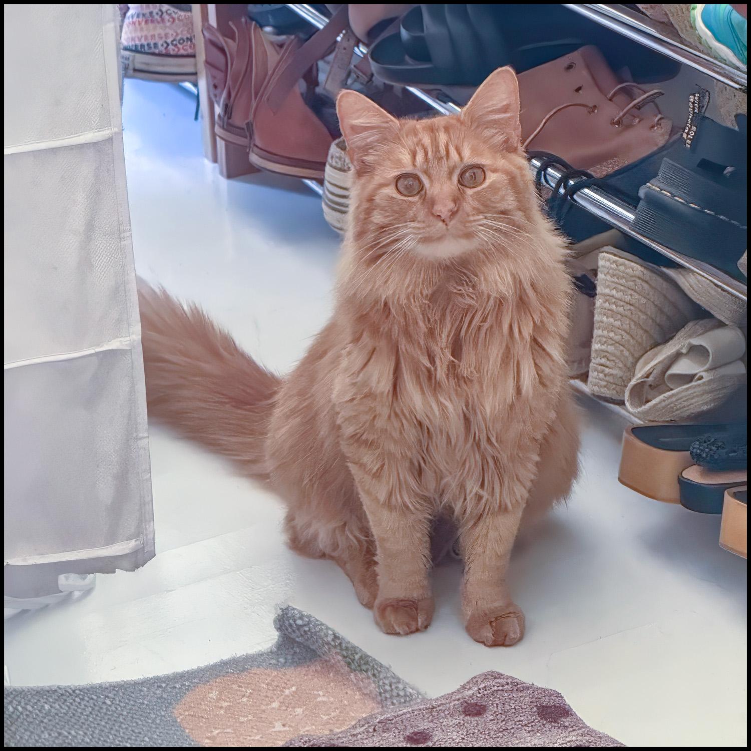 Enlarge Fluffy, an adopted mixed breed in Roswell, GA image 6/6