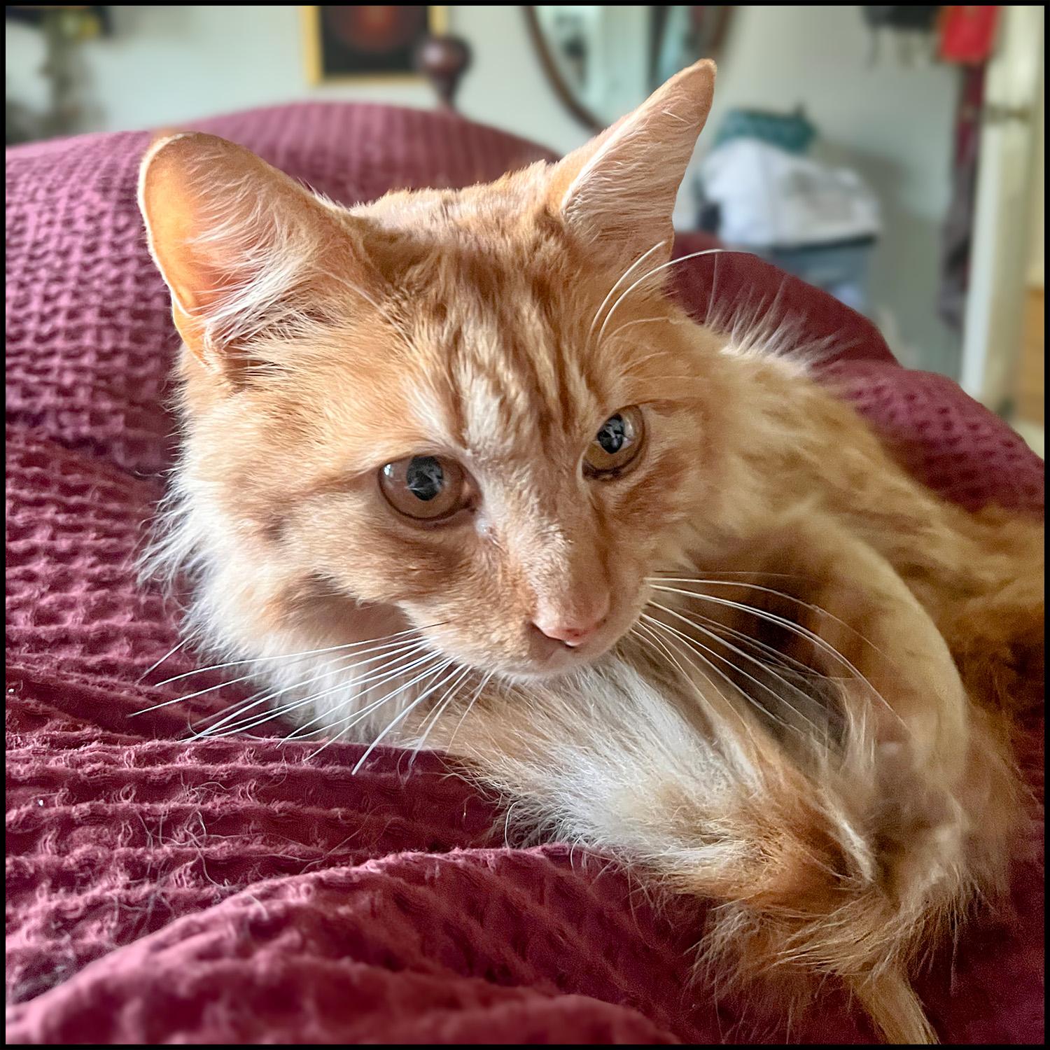Enlarge Fluffy, an adopted mixed breed in Roswell, GA image 3/6