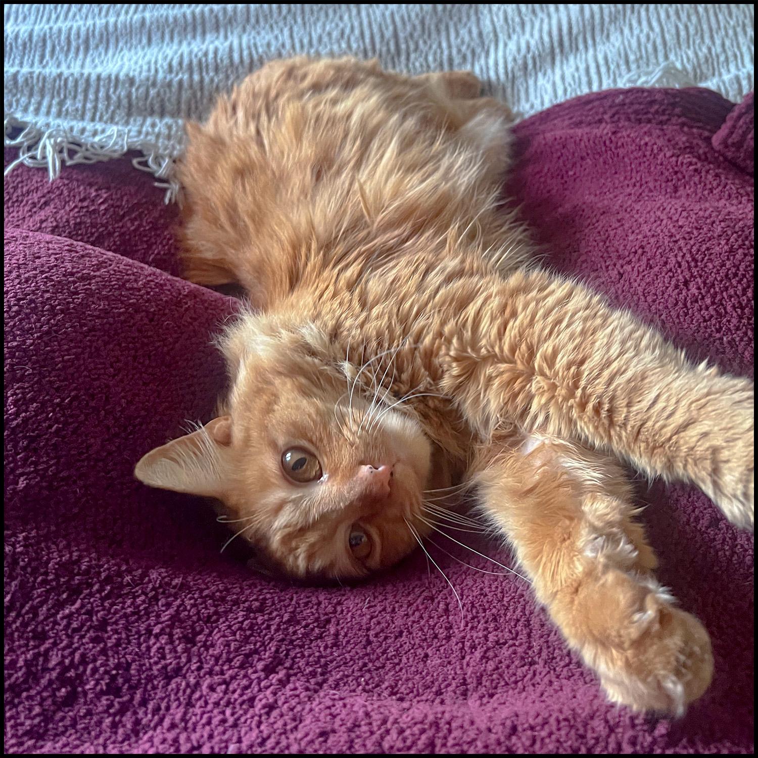 Enlarge Fluffy, an adopted mixed breed in Roswell, GA image 4/6