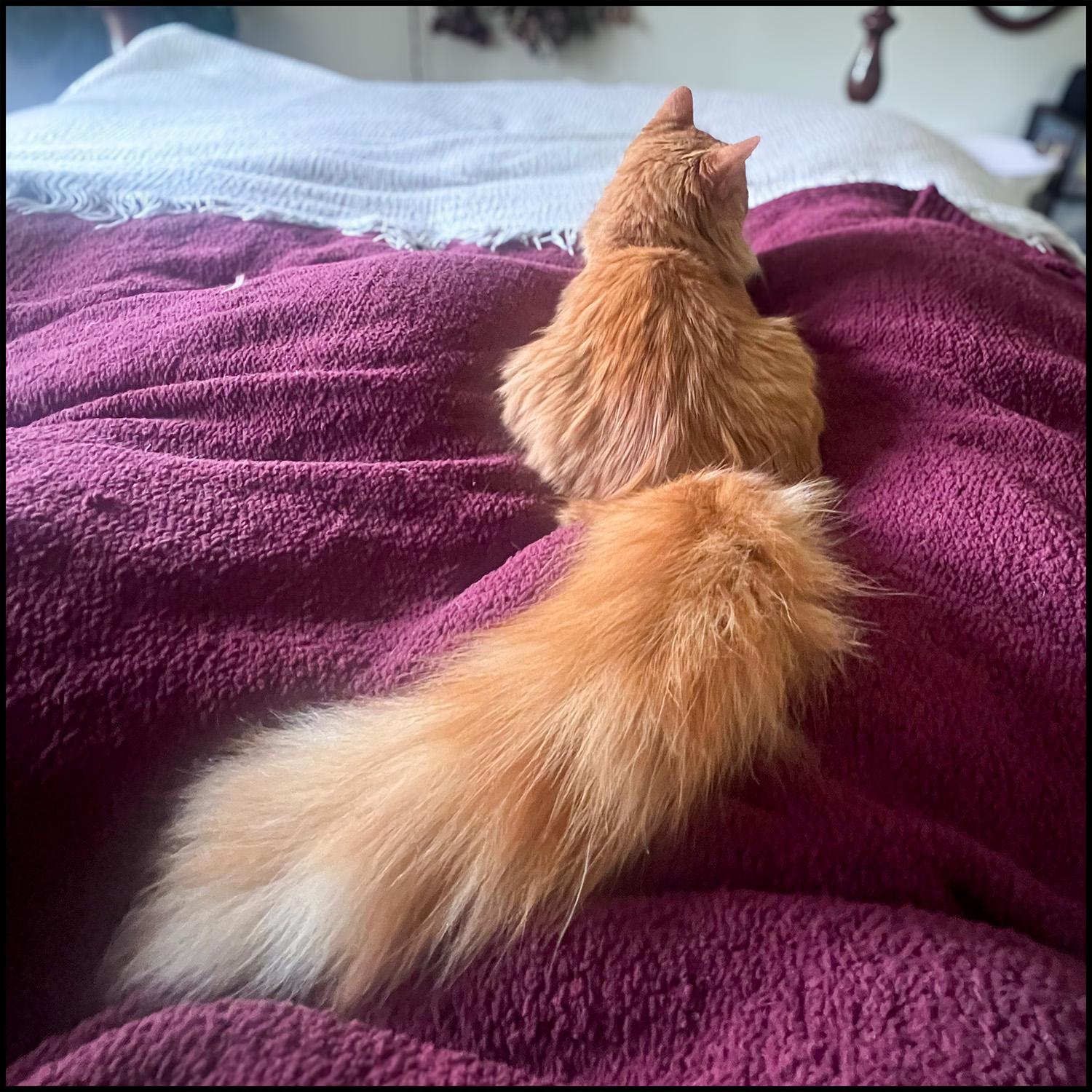 Enlarge Fluffy, an adopted mixed breed in Roswell, GA image 5/6