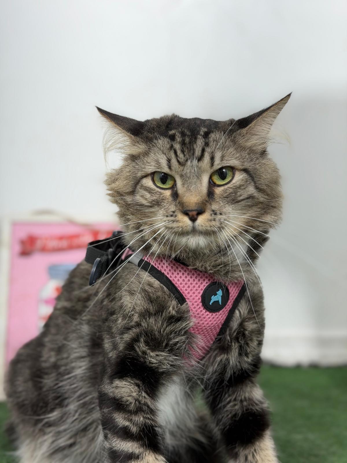 Enlarge Beer-One of our Amazing Rescue Cats, a Adoptable mixed breed in Tustin, CA image 1/1