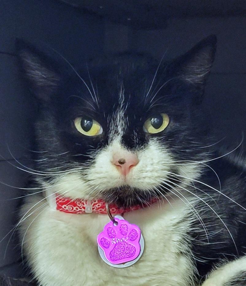 Enlarge Rhea - Purrmanent Resident, a ADOPTABLE Domestic Short Hair in Grand Rapids, MI image 1/6