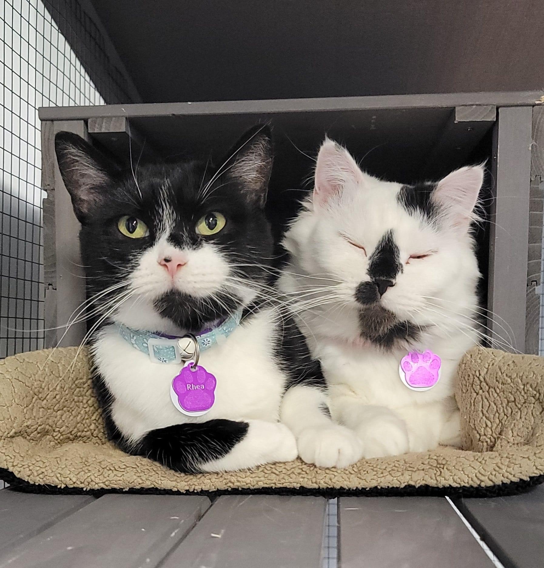 Enlarge Rhea - Purrmanent Resident, a ADOPTABLE Domestic Short Hair in Grand Rapids, MI image 3/6