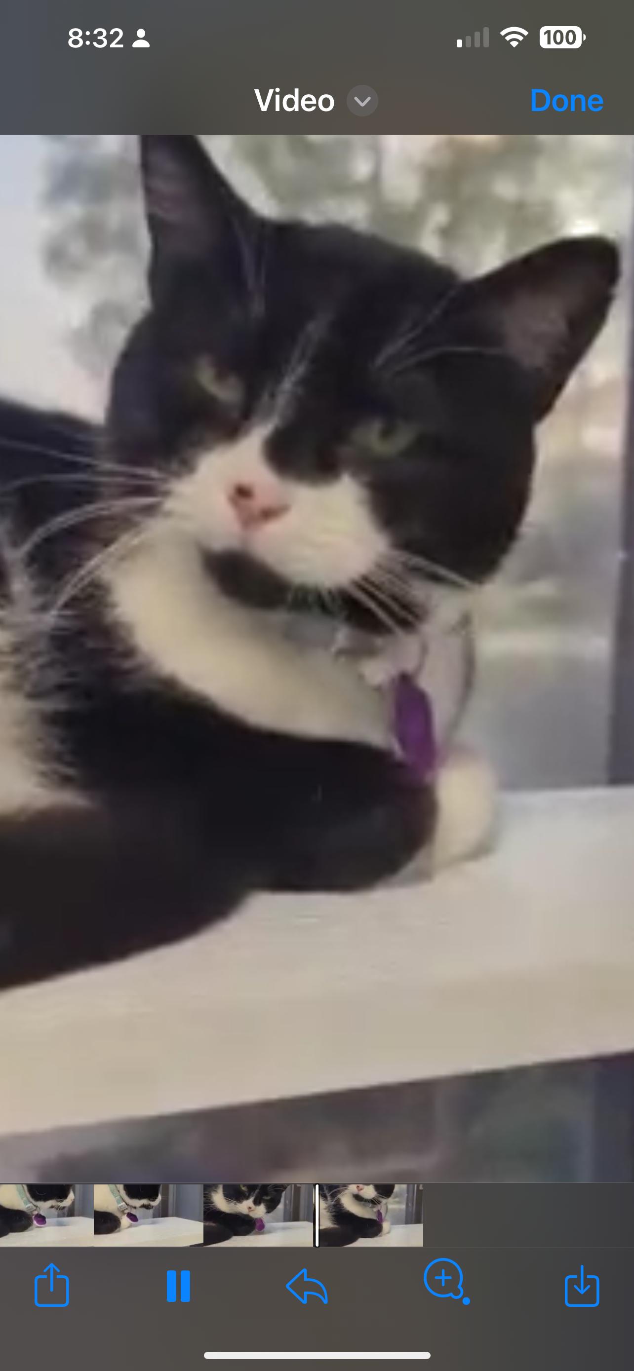 Enlarge Rhea - Purrmanent Resident, a ADOPTABLE Domestic Short Hair in Grand Rapids, MI image 6/6