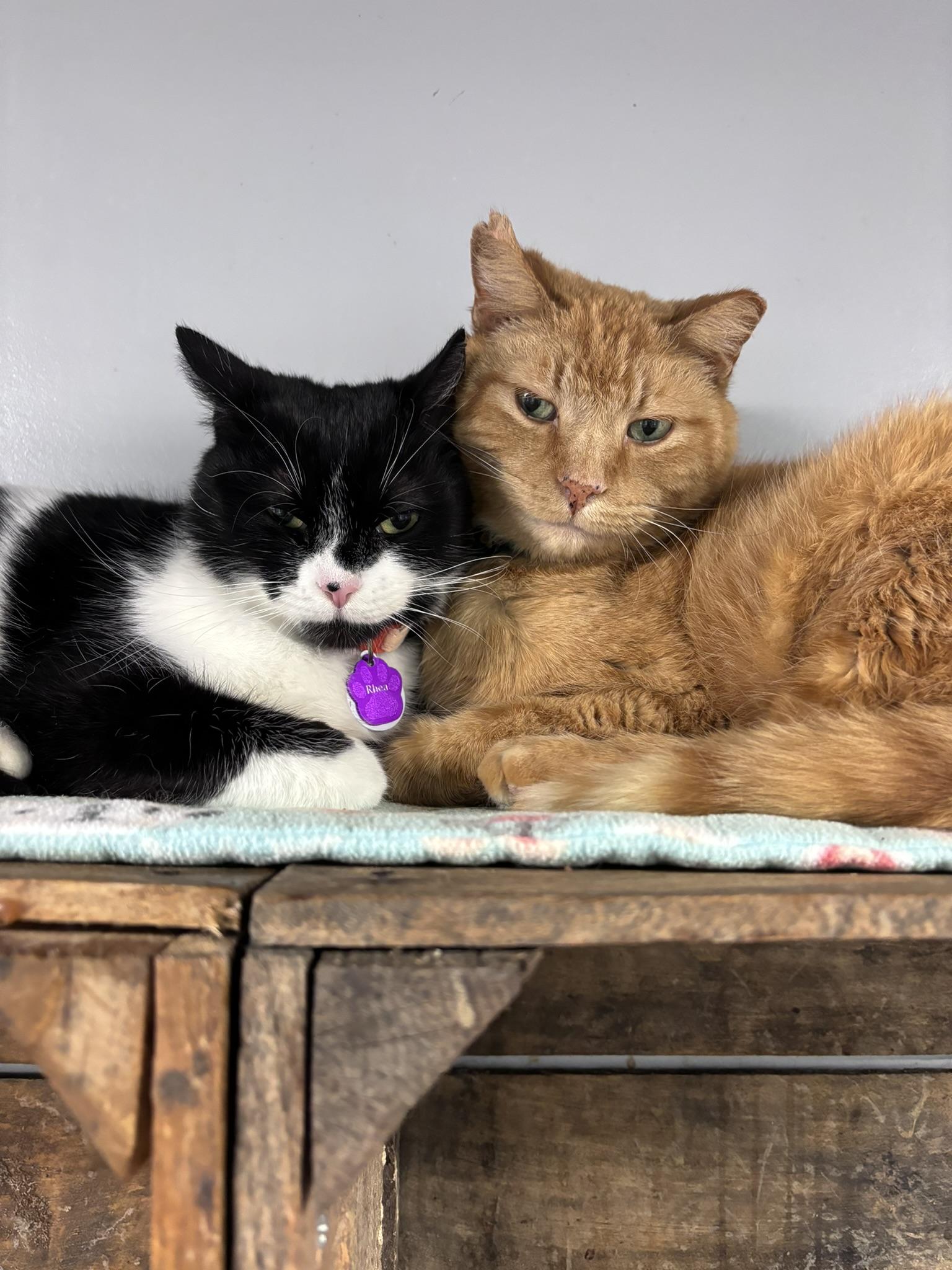 Enlarge Rhea - Purrmanent Resident, a ADOPTABLE Domestic Short Hair in Grand Rapids, MI image 5/6