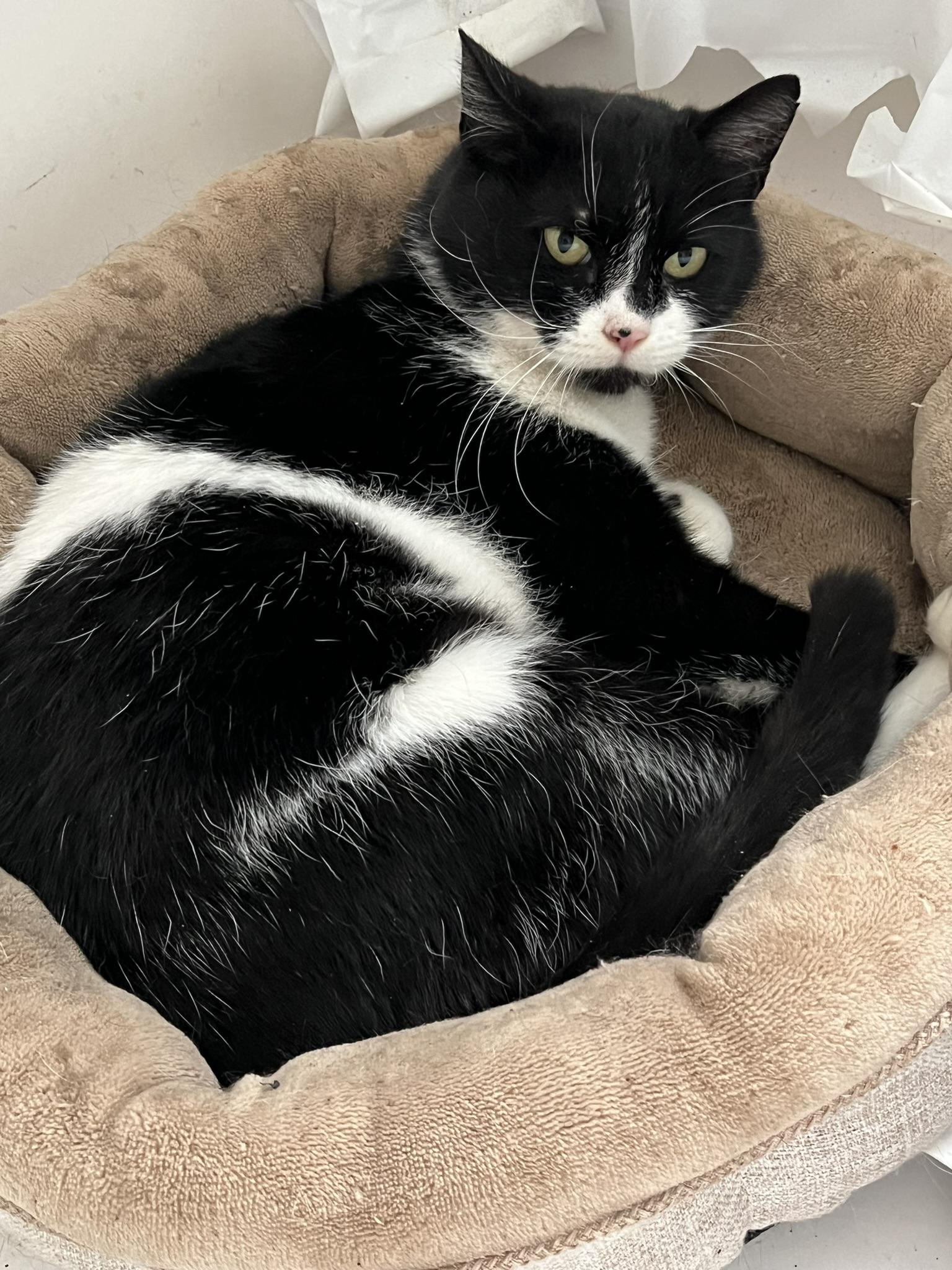Enlarge Rhea - Purrmanent Resident, a ADOPTABLE Domestic Short Hair in Grand Rapids, MI image 4/6