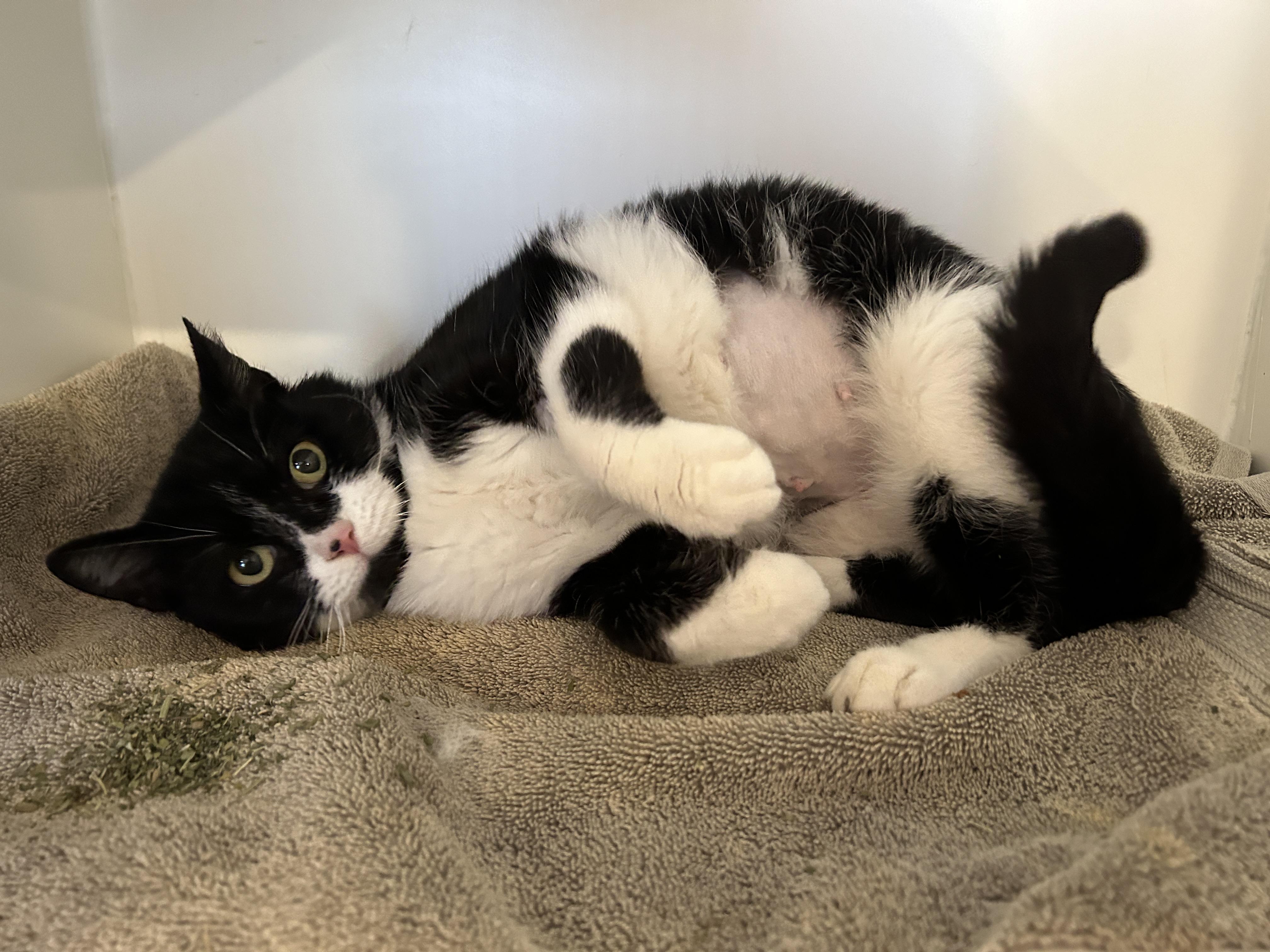 Enlarge Rhea - Purrmanent Resident, a ADOPTABLE Domestic Short Hair in Grand Rapids, MI image 2/6