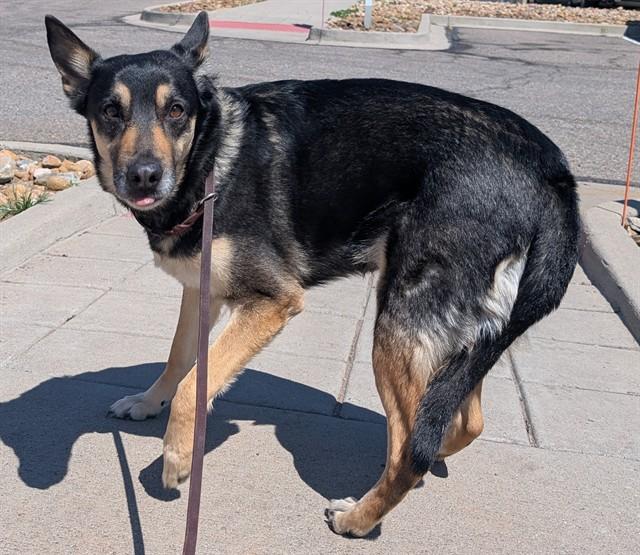 LANDESKOG, Adoptable, Adult Female German Shepherd Dog & Mixed Breed.