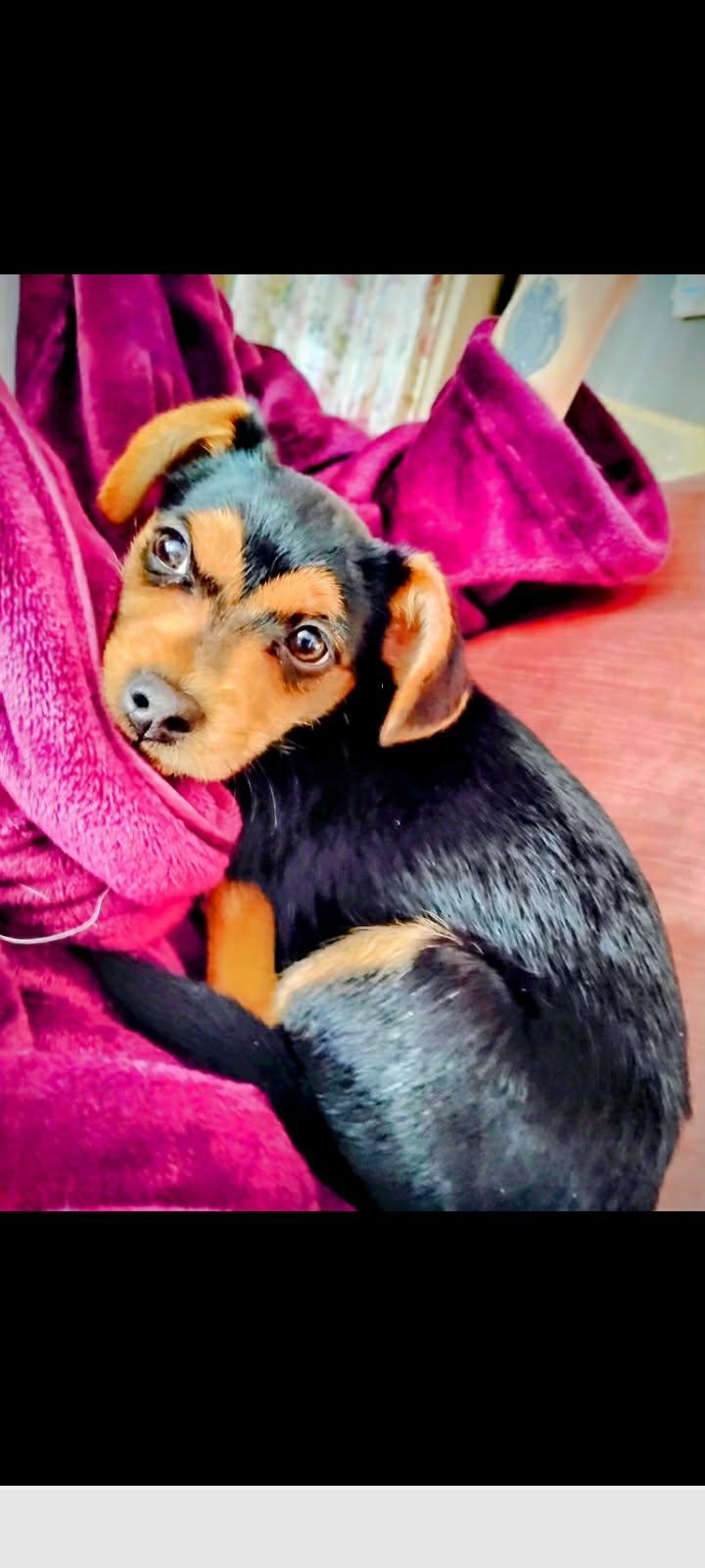 Enlarge Pippa , a ADOPTABLE mixed breed in Succasunna, NJ image 2/3